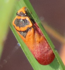 Locris areata