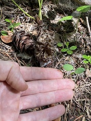 Morchella snyderi
