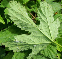 Podosphaera macularis