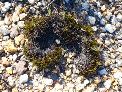 Ficinia overbergensis