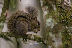 Sciurus aestuans ingrami