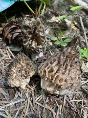 Morchella snyderi