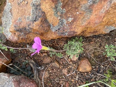 Oxalis imbricata cuneifolia