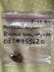 Morchella snyderi
