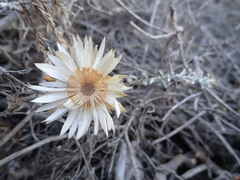 Helichrysum retortum