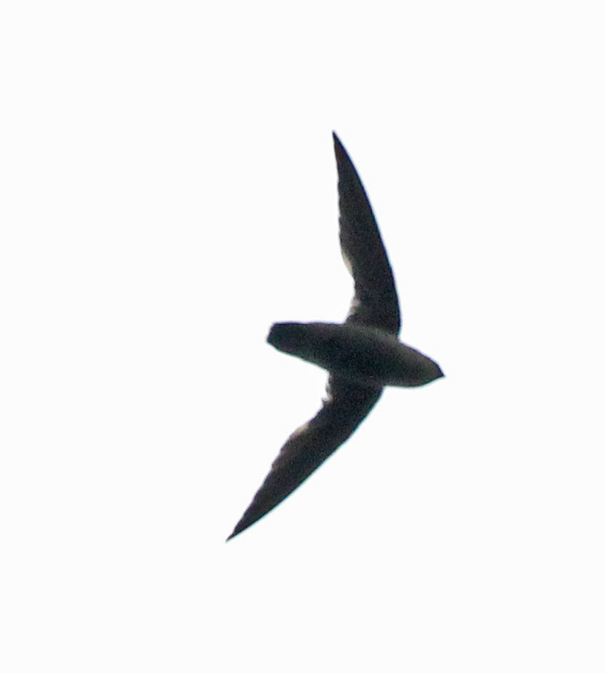 Band-Rumped Swift