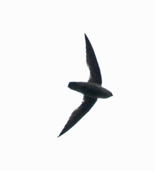 Band-Rumped Swift photo 1