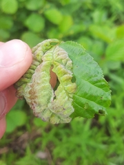 Taphrina tosquinetii