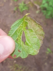 Taphrina tosquinetii