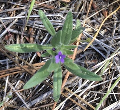 Allophyllum gilioides violaceum