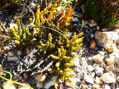 Hagnothesium