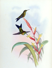 Turquoise-Throated Puffleg photo 2