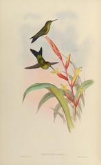 Turquoise-Throated Puffleg photo 3