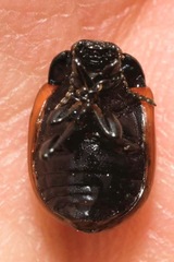 Chrysolina limbata