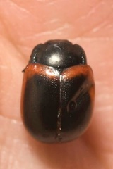 Chrysolina limbata