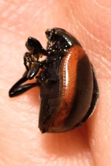 Chrysolina limbata