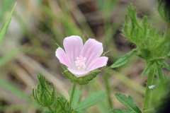 Malva cretica