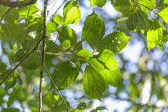 Alchornea triplinervia