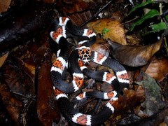 Amazon Banded Snake photo 3