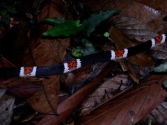Amazon Banded Snake photo 4