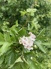 Crataegus macrocarpa