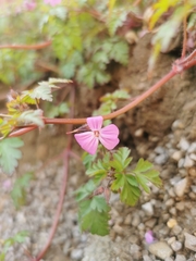Geranium robertianum