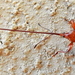Antliarhis zamiae - Photo 由 Colin Ralston 所上傳的 (c) Colin Ralston，保留部份權利CC BY-NC