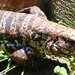 Swamp Tegu - Photo (c) carlos simioni, some rights reserved (CC BY-NC-SA)
