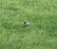 Motacilla alba