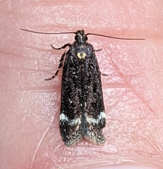 Chionodes sabinianae