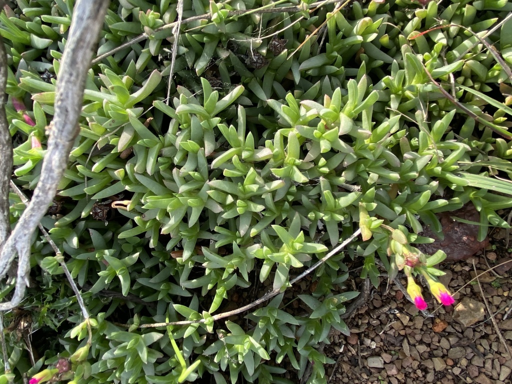 Ruschia lineolata 'Nana'