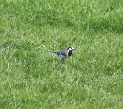 Motacilla alba