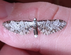 Eupithecia ravocostaliata