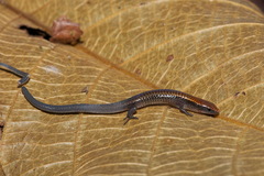 Glossy Shade Lizard photo 3