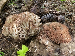 Ramaria botrytis