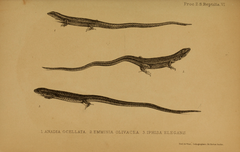 Glossy Shade Lizard photo 4