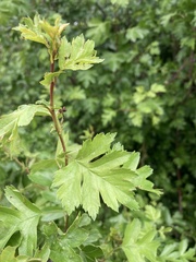 Crataegus macrocarpa
