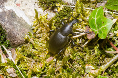 Liparus dirus