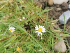 Bellis perennis