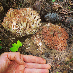 Ramaria botrytis