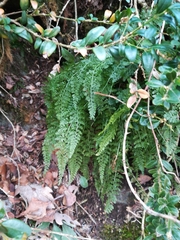 Asplenium fontanum