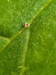 Deuterosminthurus bicinctus