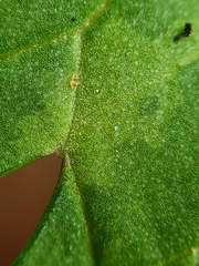 Deuterosminthurus bicinctus