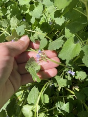 Glechoma hederacea