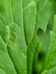 Deuterosminthurus bicinctus