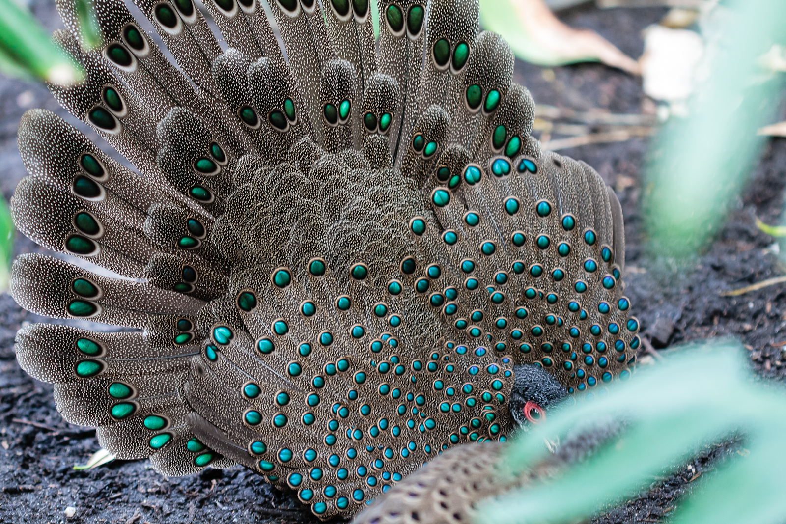 Photos of Germain's Peacock-Pheasant (Polyplectron germaini) ·  iNaturalist