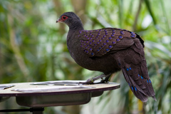 Germain's Peacock-Pheasant photo 4