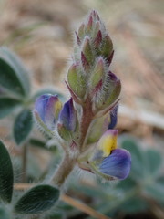 Lupinus huachucanus