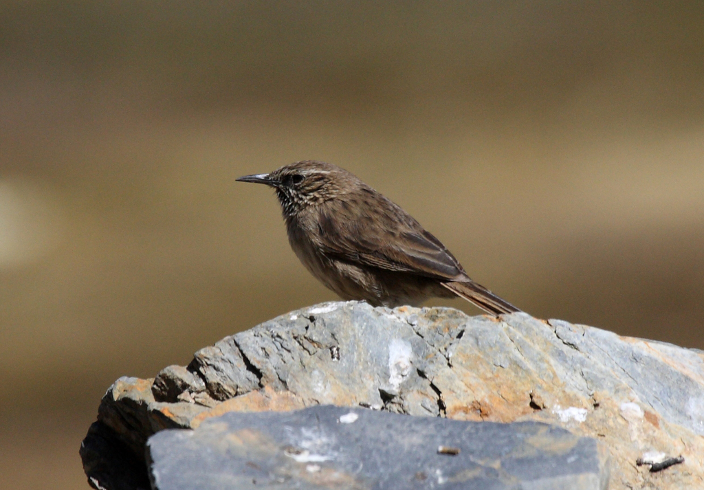 Streak-throated Canastero (Asthenes humilis) photo