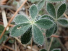 Lupinus huachucanus